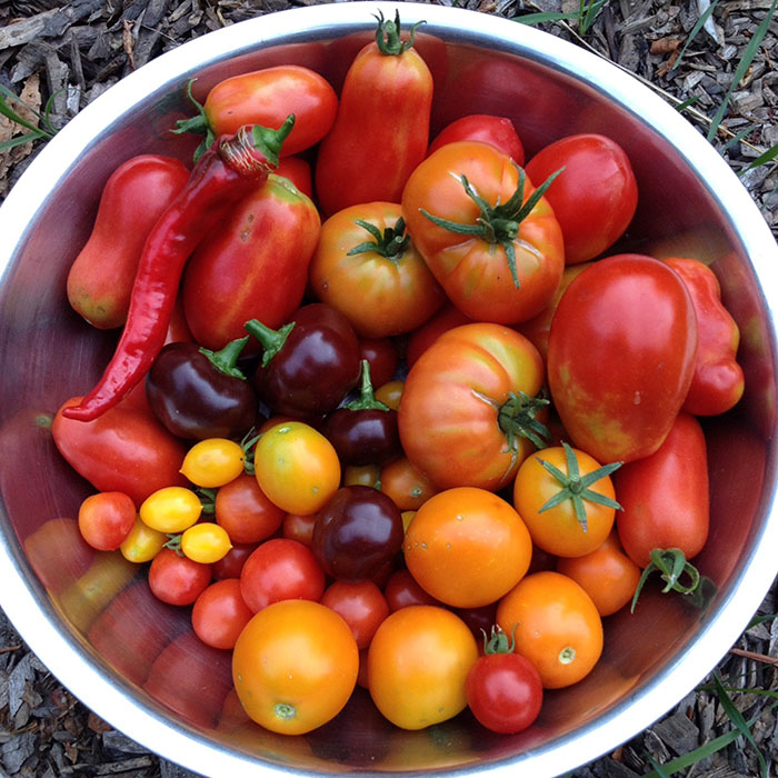 September harvest of home grown tomato varieties.