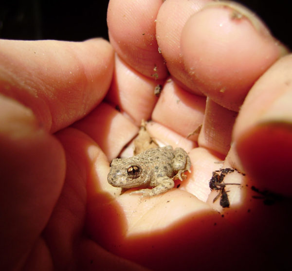 Juvenile Midwife Toad.